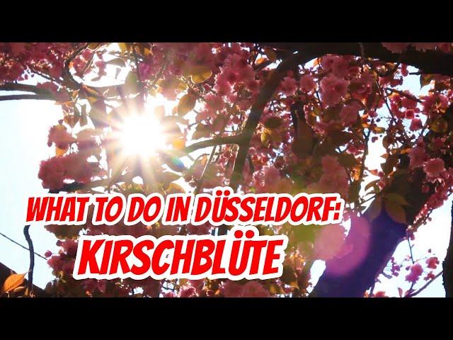 Top Sehenswürdigkeiten Düsseldorf: Kirschblüte さくら