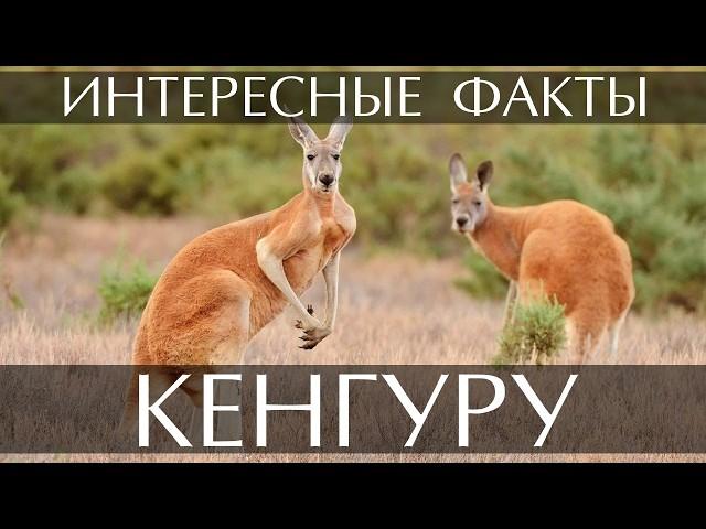 Кенгуру - интересные факты