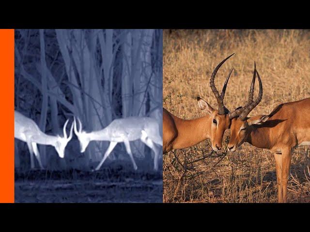 Impala Ambushed by Leopard at Night | Africa’s Hunters | Love Nature