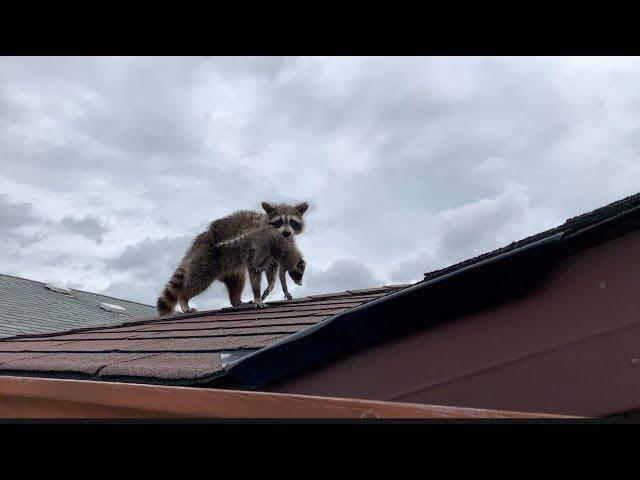 Raccoon Removal From Garage Wall