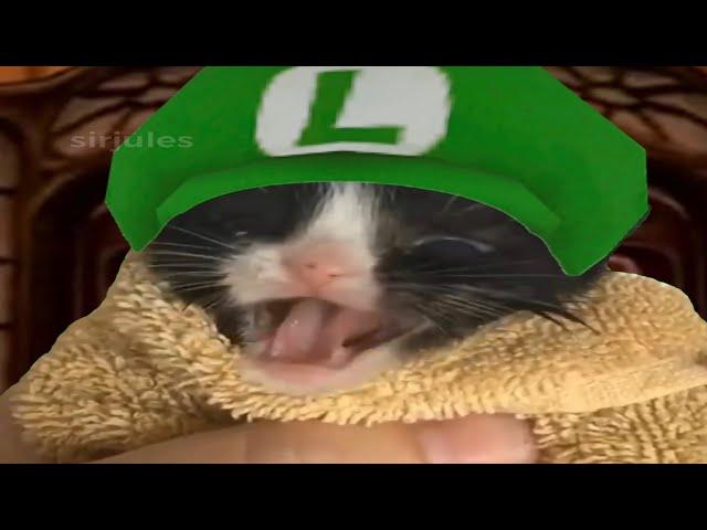 E. Gadd yells at Luigi