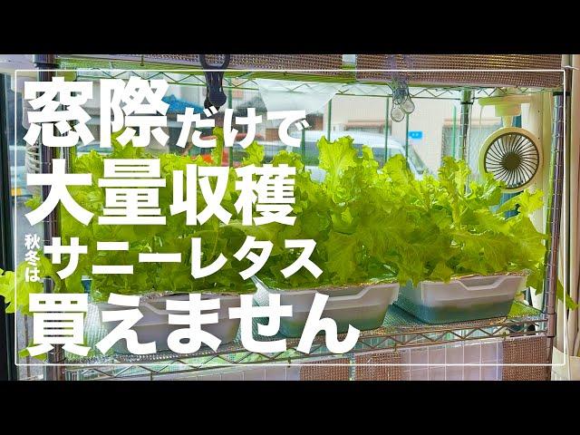 【窓際のサラダバー】サニーレタスを室内窓際だけで水耕栽培して１kg以上収穫しました。秋冬に絶対にやって欲しい家庭菜園｜初心者にも簡単おすすめ