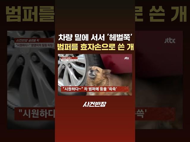 차량 밑에 서서 '헤벌쭉' 범퍼를 '효자손'으로 쓴 개 #JTBC #Shorts