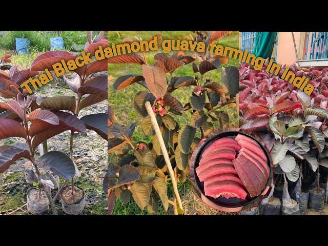 Thai Black daimond guava farming in india // world no 1 sweetest guava fruit (new letest Verity 2025