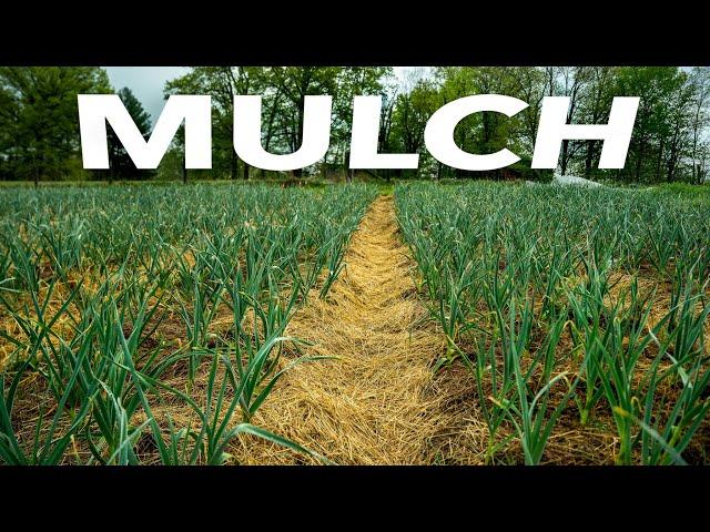 How to Use Every Mulch: The Ultimate Growers' Guide