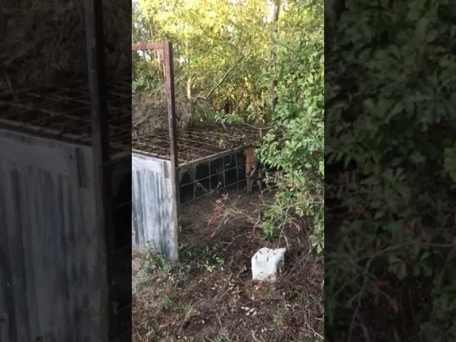 7 pigs caught in one trap