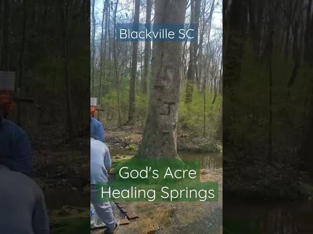 God's Acre Healing Springs Blackville SC #shorts