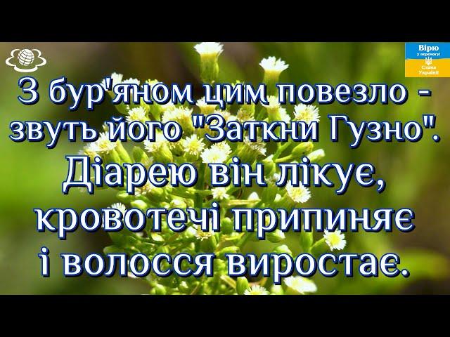 З бур'яном цим повезло - звуть його "Заткни Гузно".