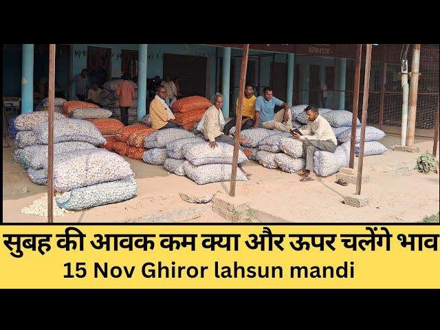 15 Nov Ghiror lahsun Mandi subah ki aavka। सुबह 1000 पैकेट के आस पास की आवक। क्या भाव चलेंगे और ऊपर