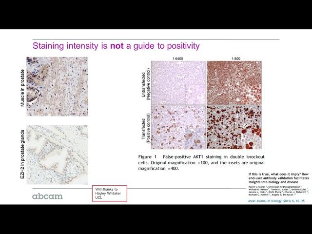 Validating antibodies for research applications in IHC