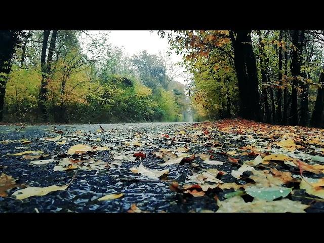 Autumn Rain Storm With Thunder | Soothing Rain Sounds