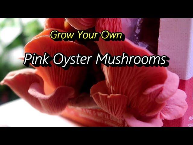 Growing Pink Oyster Mushrooms with a Back to the Roots Mushroom Growing Kit