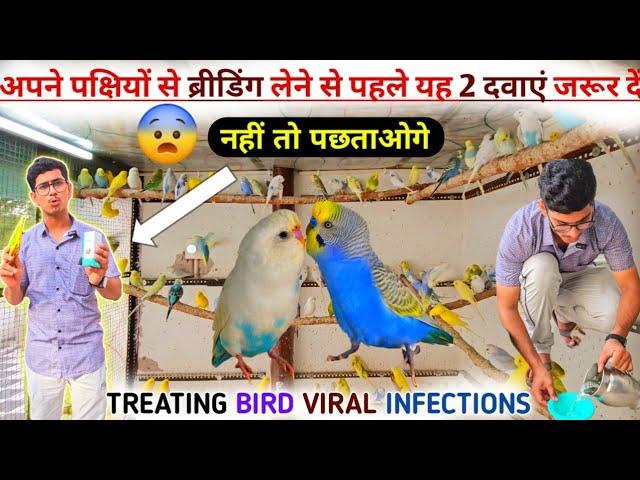 Treating Budgies Parrot Viral Infections || ब्रीडिंग सीजन से पहले बर्ड्स को यह दो दवाई जरुर दें 