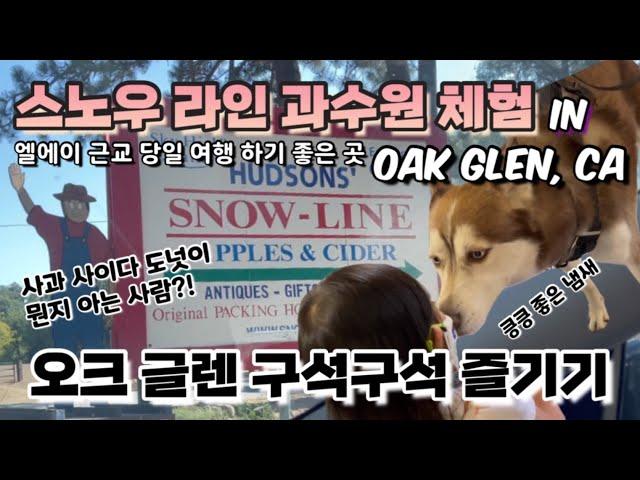 애플 사이다 도넛이 별미인 스노우 라인 과수원 체험 |  미국 캘리포니아 오크 글렌 구석구석 즐기기 #2 | Snow-Line Orchard in Oak Glen, CA