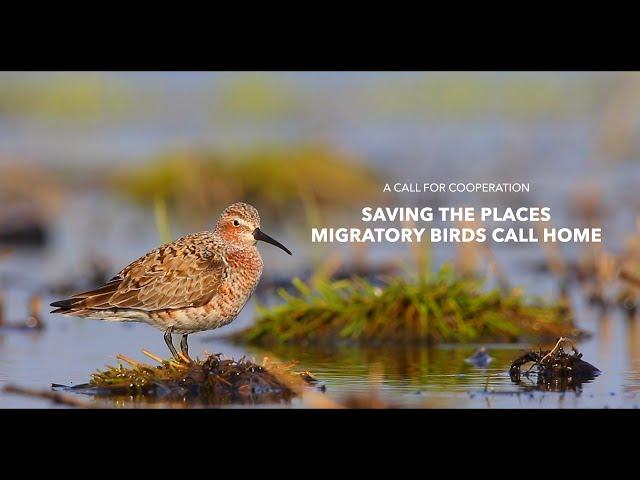 A Call for Cooperation: Saving the Places Migratory Birds Call Home