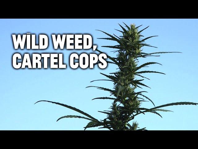 Wild Weed, Cartel Cops