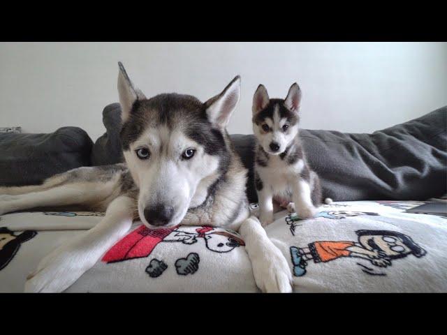 Husky Puppy and Dad's First Few Months Together!