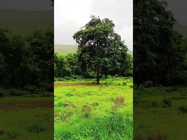 Ishq Bina #2024 #nature #konkan #travel #kokankar #love #kokanchi #monsoon #konkanphotography