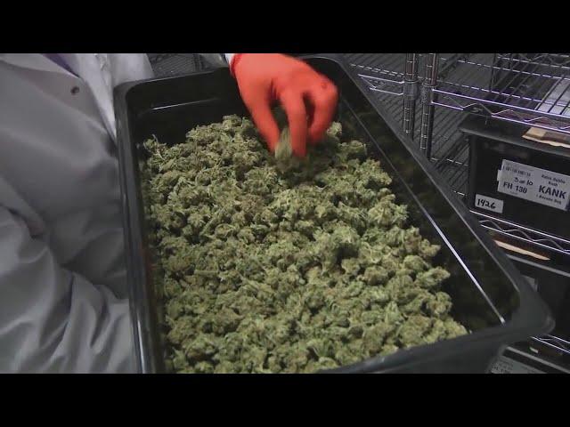 Marijuana could be rescheduled: Would that make it legal nationwide?