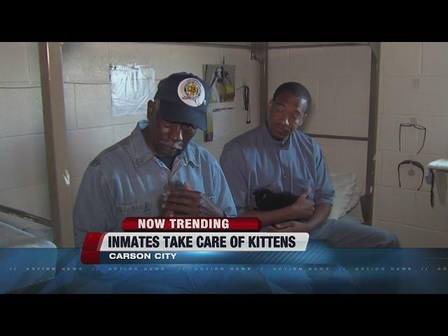 NOW TRENDING: Prisoners caring for kittens