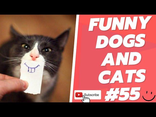 Funny Animal Videos 2022  Best Dogs And Cats Videos  # 55