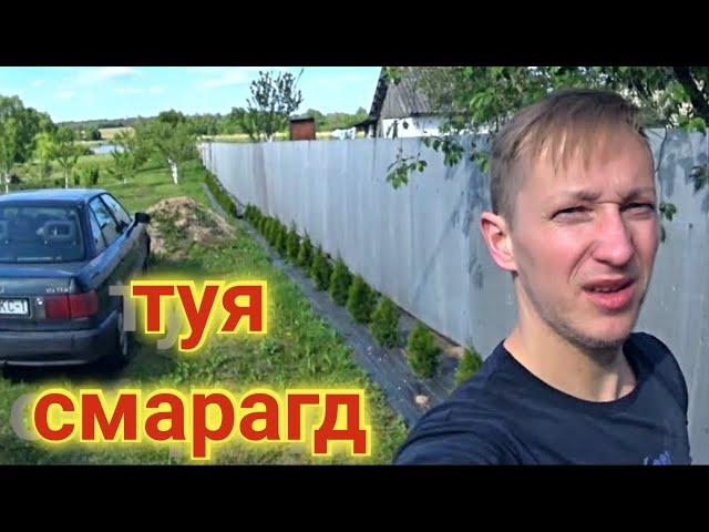 ПОСЛЕ ЭТОГО ТУИ БУДУТ РАСТИ НА ГЛАЗАХ / МОЙКА ВЫСОКОГО ДАВЛЕНИЯ ремонт дома