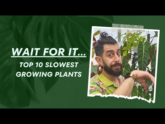 Wait for It... My Top 10 Slow-Growing Houseplants! ⏳ | Snail's Pace Plants! 