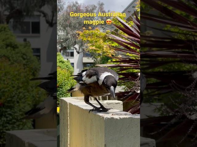 Watch a gorgeous #Australian #magpie eating sunflower seeds in our garden￼