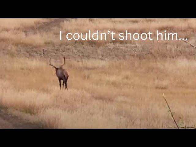 Utah Elk Hunt 2024