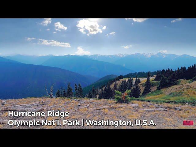 Hurricane Ridge | Olympic National Park || Washington, U.S.A.