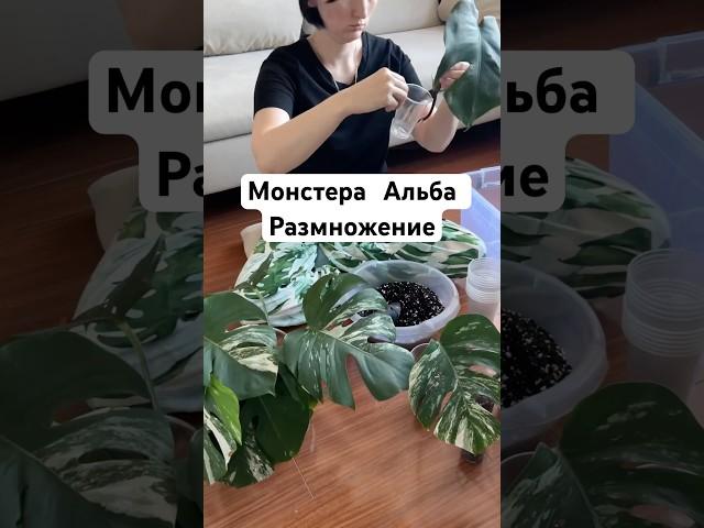 Часть 2 Размножение и черенкование монстеры #монстера #комнатныецветы #цветочныеистории #shorts