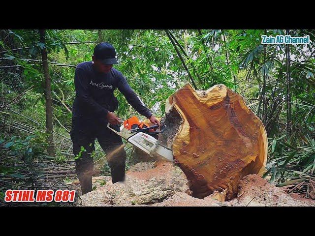 Trembesi tree felling between thorny bamboo clumps - STIHL MS 881