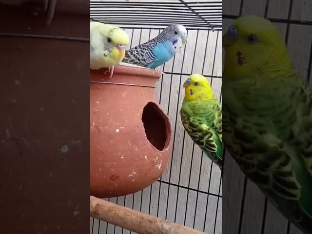 love birds sound (◍•ᴗ•◍)#budgies #shorts