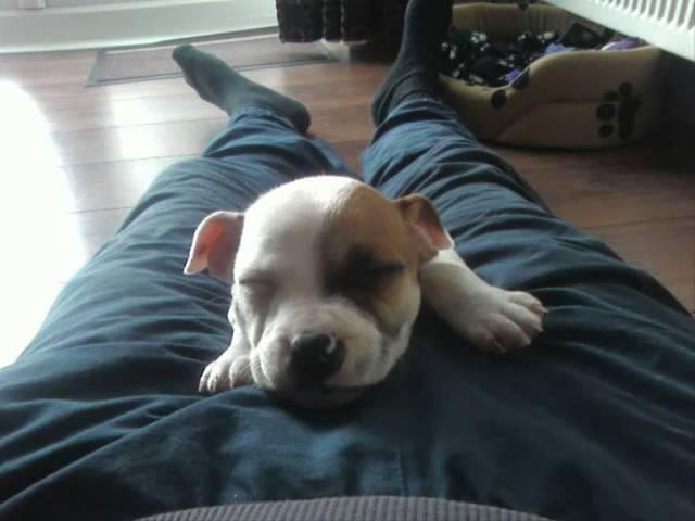 roxy the staffordshire bull puppy