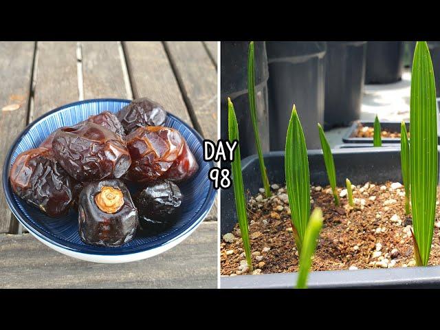 How to Grow Date Palm Tree from Seed | date seed germination