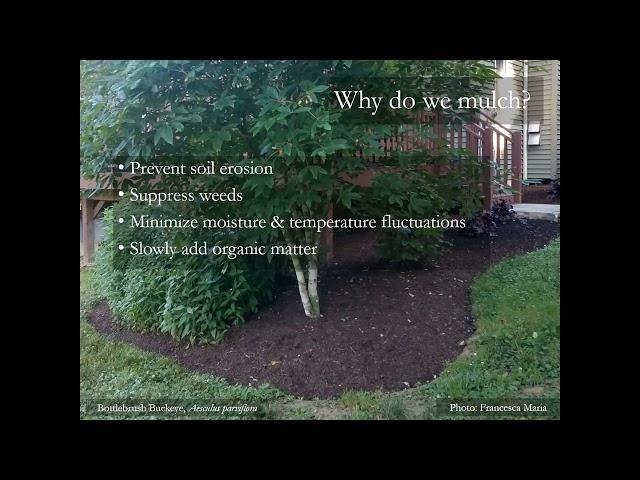 Native Groundcovers: Sustainable, Living Mulch - Randi Eckel