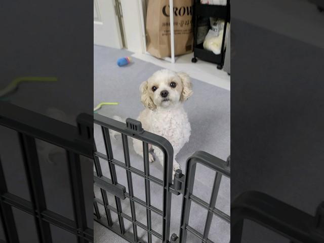 넘지못해서 더 오고싶은 강아지 |여긴 안돼~ | #말티푸
