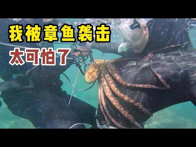 《环球探海记》阿曼 第42天(上集)：今天潜水看到龙虾泛滥，但却被凶猛的章鱼袭击 ！#抓龙虾#自由潜水#马西拉岛