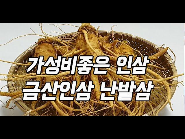 가성비좋은 인삼 금산인삼 난발삼