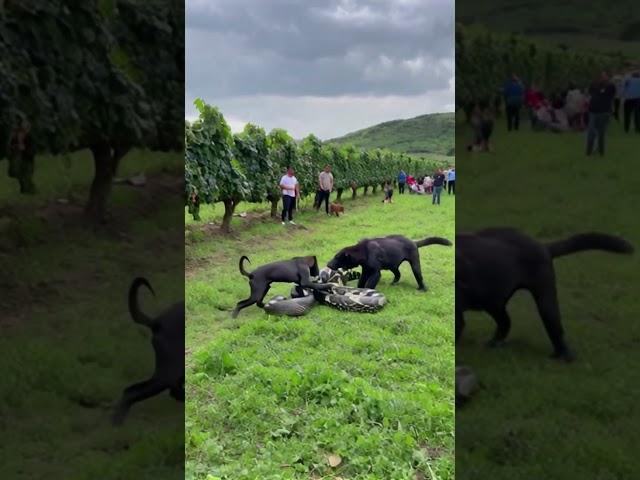 Dog fights with giant python, but people just stand and watch