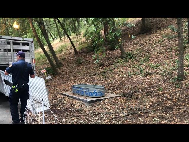 Goats Released at Fitch Mountain Villa Chanticleer