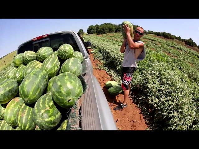 Rush Springs Watermelons (2013-07-26)