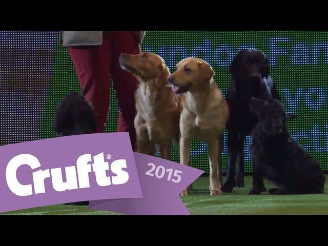 Gundog Display with Philippa Williams | Crufts 2015