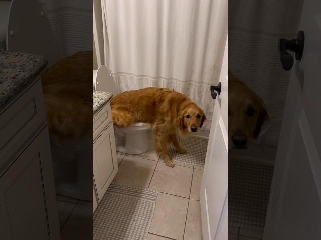 My dog is the smartest dog in the world! #dog #goldenretriever