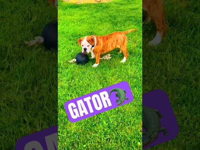 Bulky BUILT’s Gator Eeyore x Molly #oldeenglishbulldogge INDIANA, USA 8mos, 60lbs