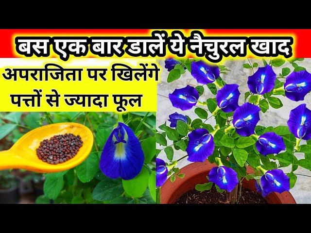 Aparajita plant care.Aparajita ka plant.Aparajita. Aprajita plant care.Aprajita ka phool.अपराजिता.