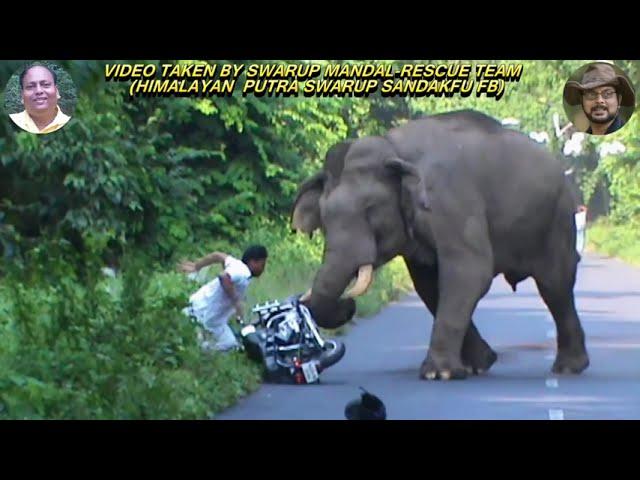 Best Elephant Chasing Short Clip On Blacktop Road.