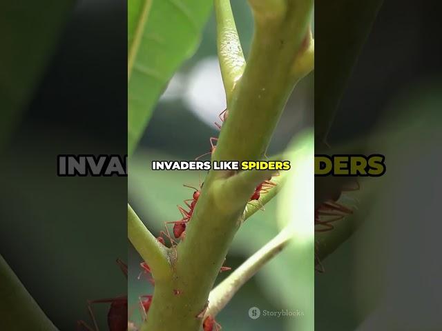 The Ant That Explodes to Protect Its Colony!
