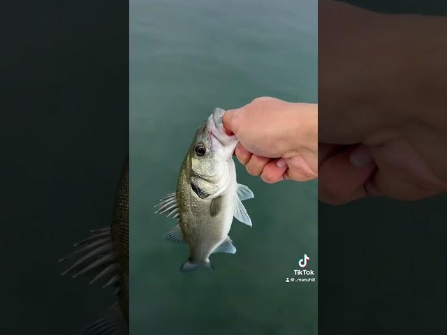 #pesca #fishing #pescaspinning #fish #branzino #perte #spigola #seabass #bassfishing