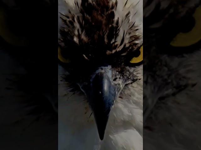 Eagle's Eye #shorts #horror #scary #birds #eagles